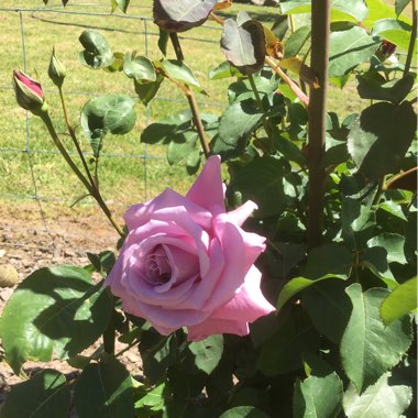 Rosa 'Tannacht' syn. Rosa 'Blue Moon', Rosa 'Blue Munday', Rosa 'Sissi', Rosa 'Navo-Rose', Rosa 'Mainzer Rad', Rosa 'Mainzer Fastnacht'