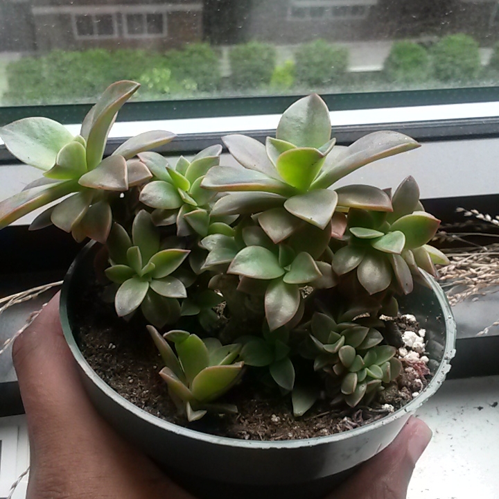 Plant image xGraptoveria Fred Ives Cristata