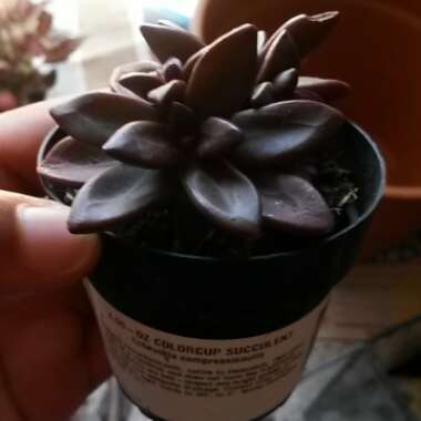 Echeveria 'Compressicaulis'