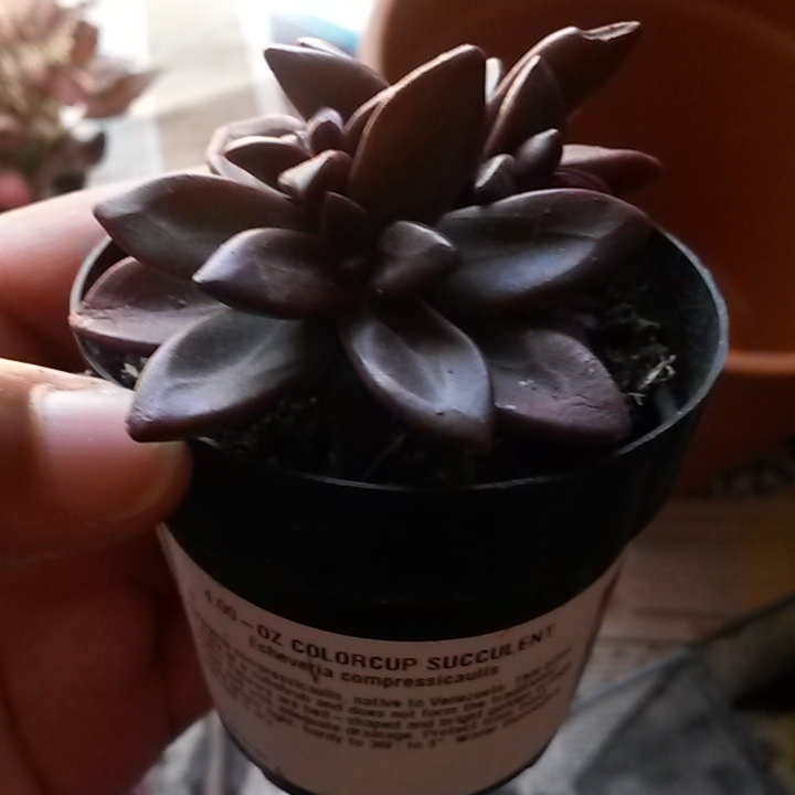 Plant image Echeveria Compressicaulis