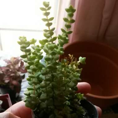 Crassula 'Tom Thumb'