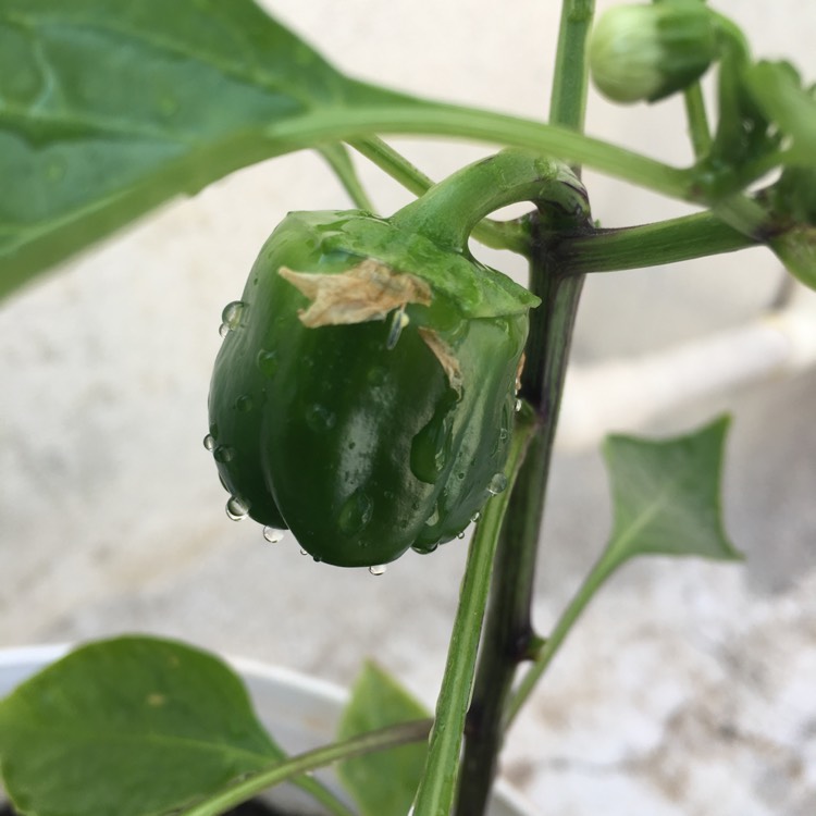 Plant image Capsicum Chinense 'Habanero'