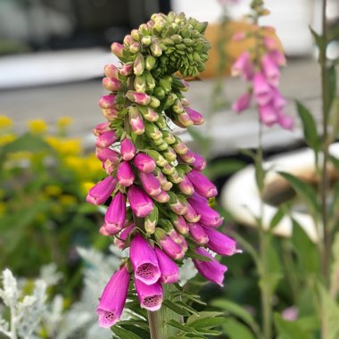 Foxglove