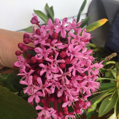 Clerodendrum bungei