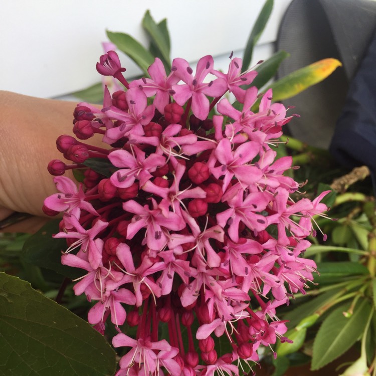 Plant image Clerodendrum bungei