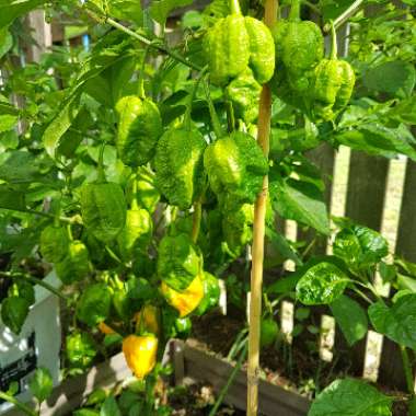 Chilli Pepper 'Carolina Reaper'