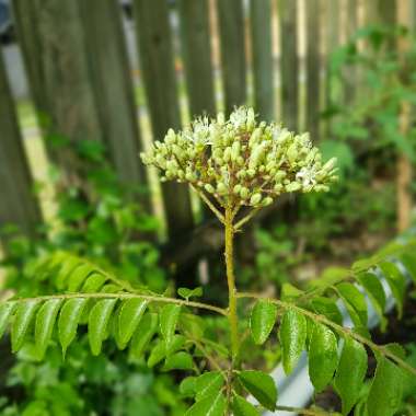 Curry Tree