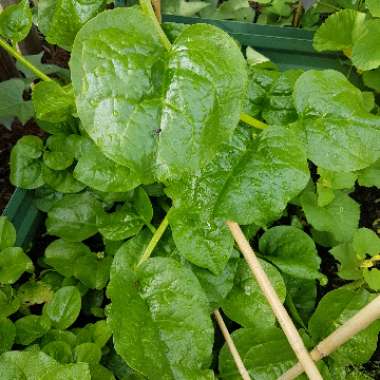 Malabar Spinach