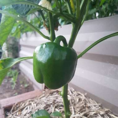 Sweet Pepper