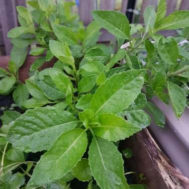 Longevity Spinach