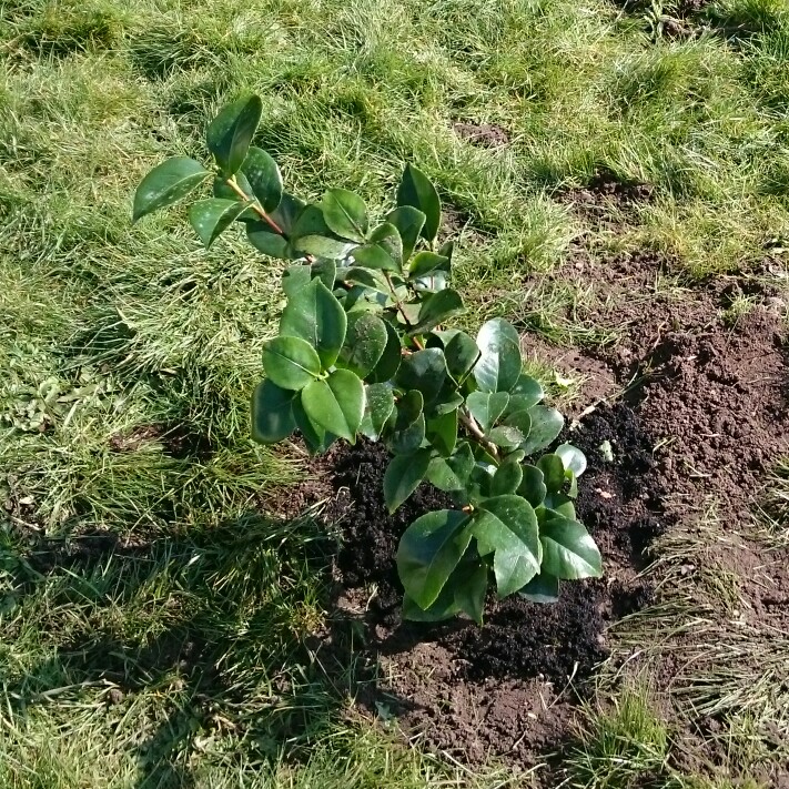 Plant image Camellia japonica 'Lavinia Maggi' syn. Camellia japonica 'Contessa Lavinia Maggi'