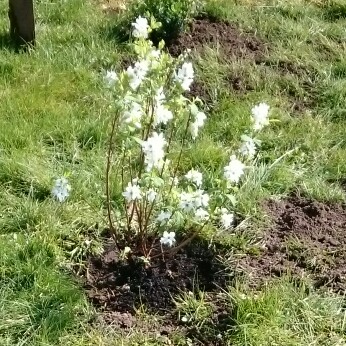 Plant image Exochorda racemosa 'Niagara'