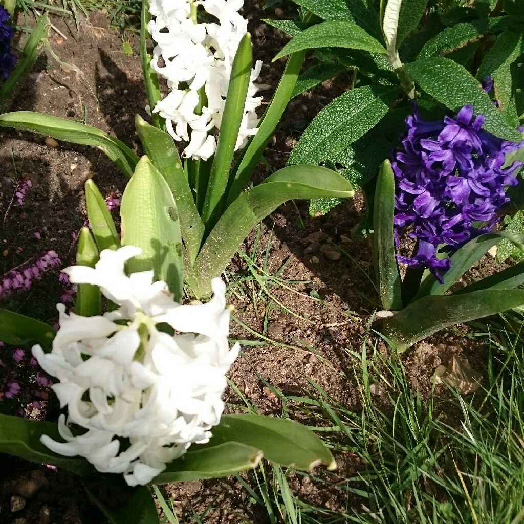 Plant image Hyacinthus orientalis 'Amethyst'