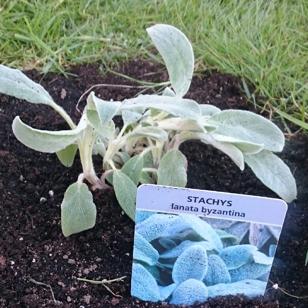 Lamb's Ear