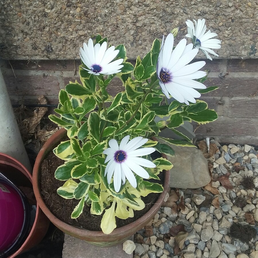 African Daisy