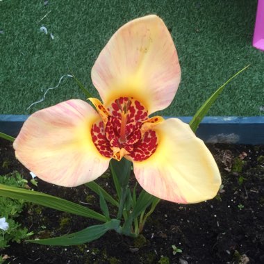 Mexican Shell Flower