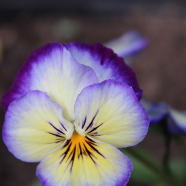 Viola  'Pink Halo'