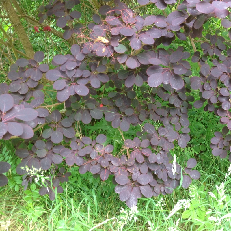 Plant image Cotinus 'Grace'