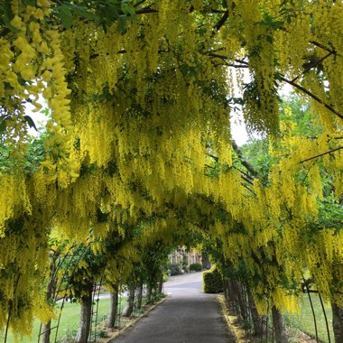 Voss's Laburnum