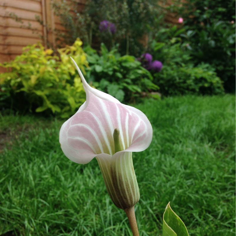 Arisaema candidissimum