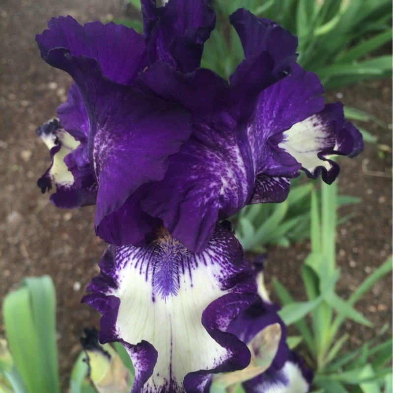 Iris