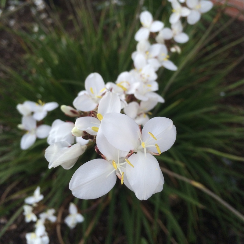 New Zealand Satin Flower