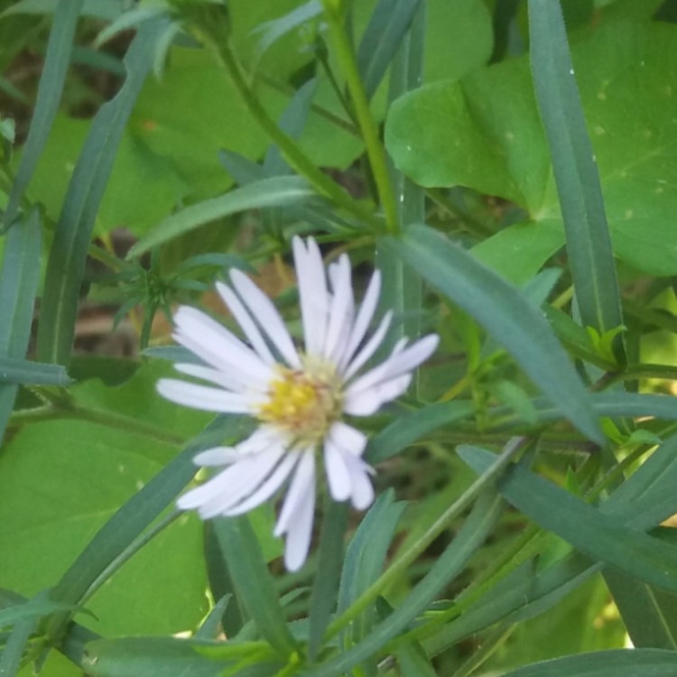 Plant image Aster divaricatus