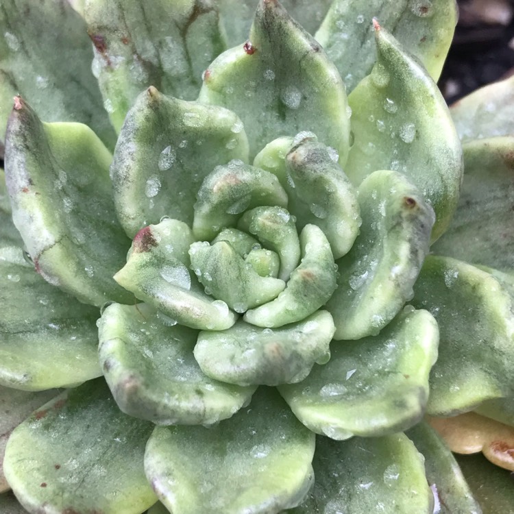 Plant image Echeveria Silver Prince