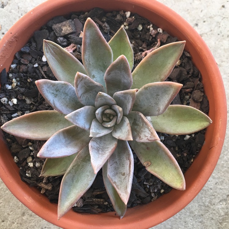 Plant image Echeveria Silver Queen