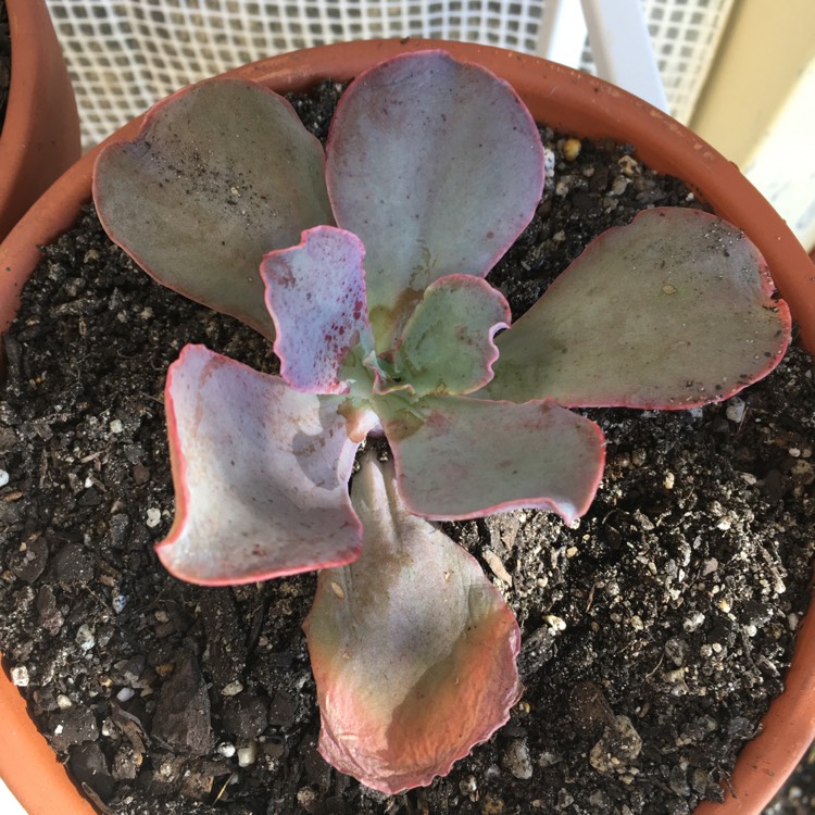 Plant image Echeveria Pastel