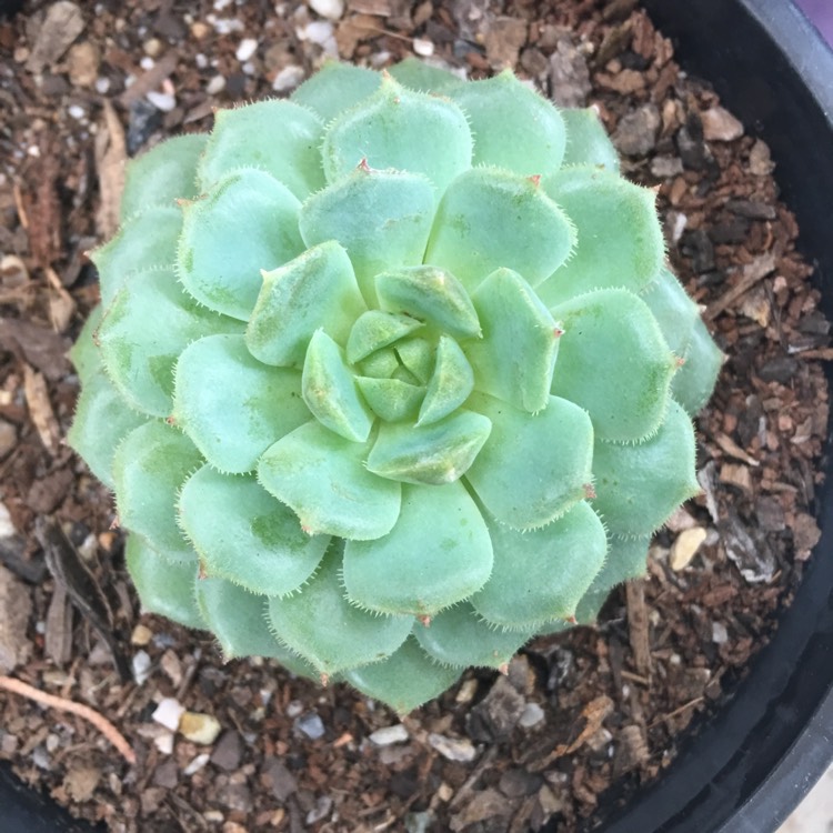 Plant image Echeveria Derosa