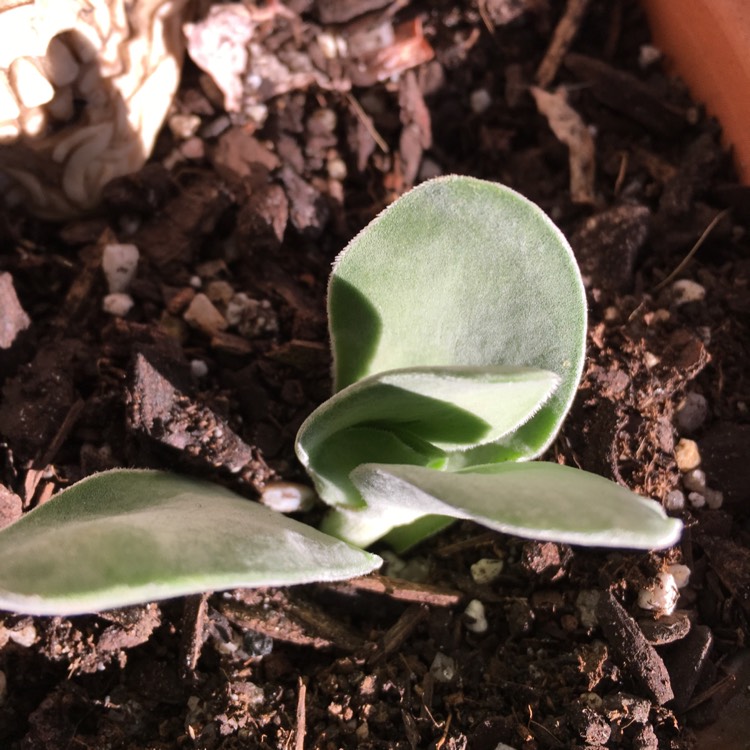 Plant image Crassula cotyledonis