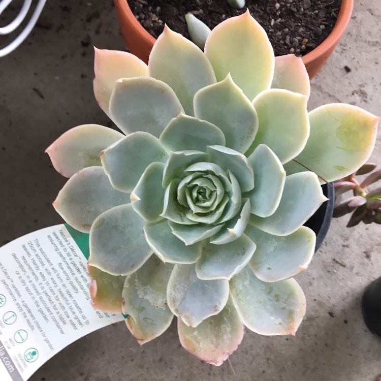 Plant image Echeveria Domingo