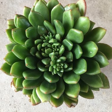 Echeveria Ron Evans