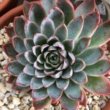 Echeveria Violet Queen