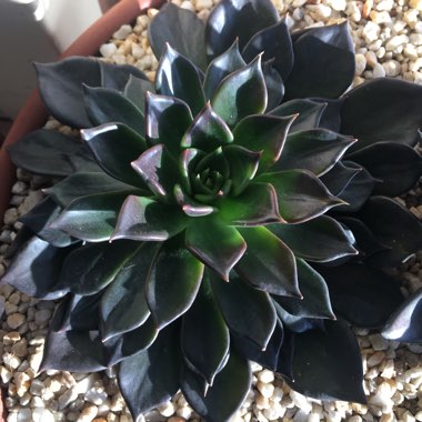 Echeveria Black Prince