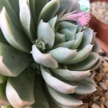 Echeveria Elegans