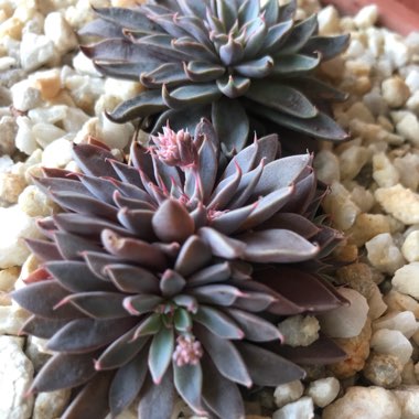 Graptopetalum Rusbyi