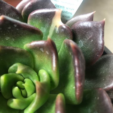 Echeveria Black Prince