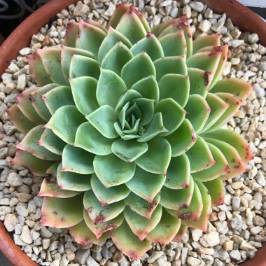 Echeveria Coolvue