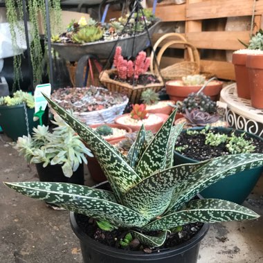 Gonialoe variegata syn. Aloe variegata