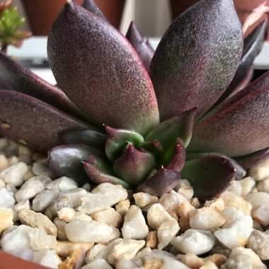 Echeveria Agavoides Blood Maria