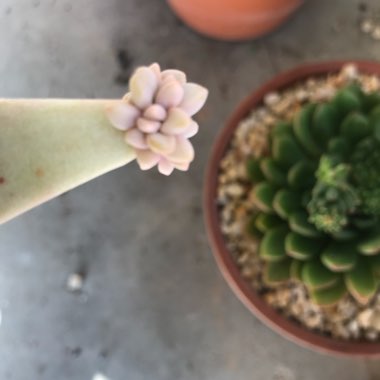 Graptopetalum Tricolour