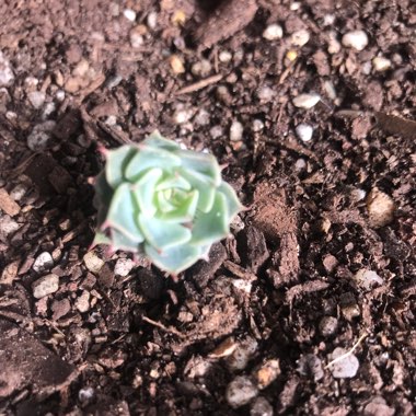 Echeveria Halbingeri