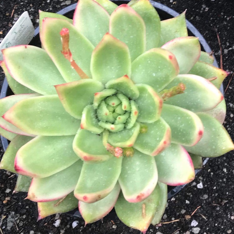 Plant image Echeveria Agavoides Miranda