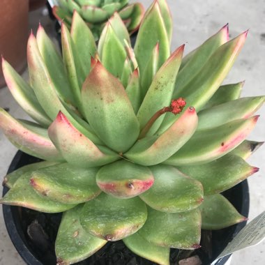 Echeveria Agavoides Miranda