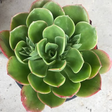 Echeveria Emerald Isle