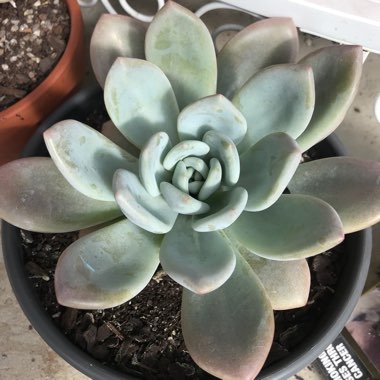 xGraptoveria Opalina