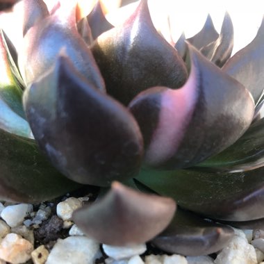 Echeveria Black Prince