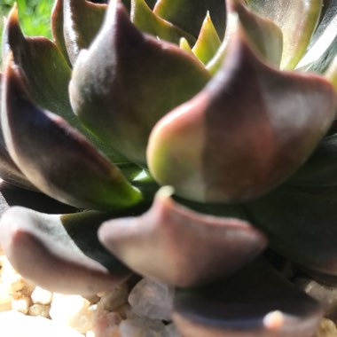 Echeveria Black Prince